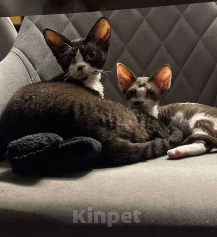 Кошки в Москве: Девон-Рекс котенок  Девочка, Бесплатно - фото 1
