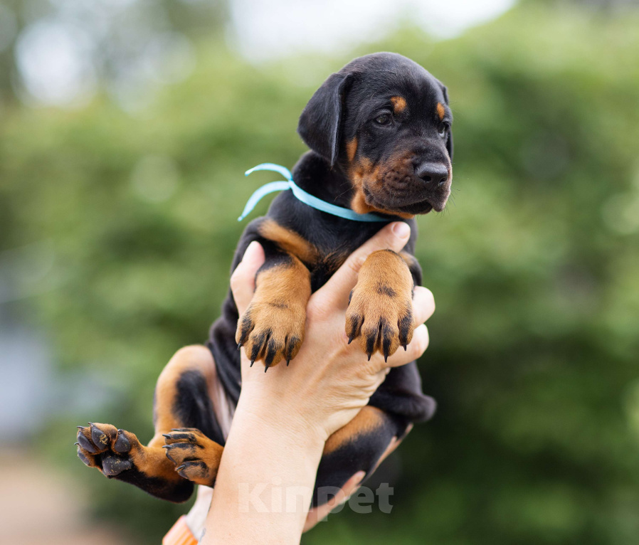 Собаки в Клине: Сука, голубая лента  Девочка, 100 000 руб. - фото 2