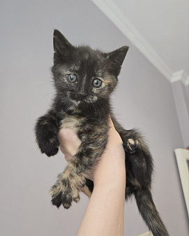 Котенок Оливка ищет дом