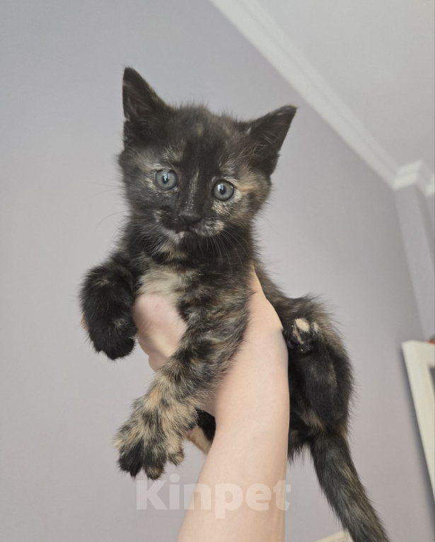 Кошки в Москве: Котенок Оливка ищет дом Девочка, Бесплатно - фото 1