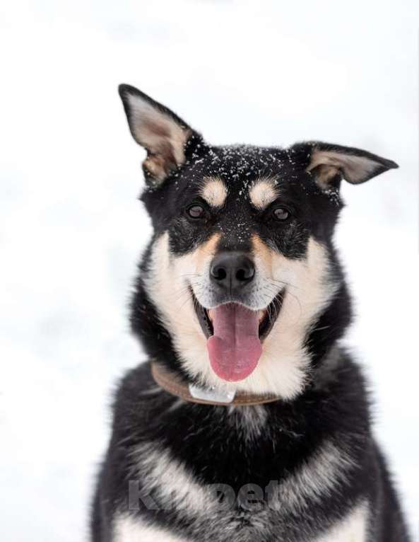 Собаки в Москве: Летающий и улыбающийся пёс Макс в добрые руки Мальчик, Бесплатно - фото 5