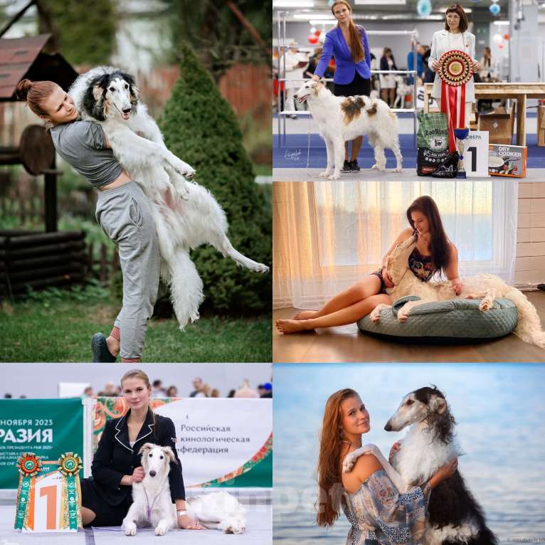 Собаки в Реутове: "Art In Fame" Племенной питомник Русских Псовых Борзых Разнополые, Бесплатно - фото 4