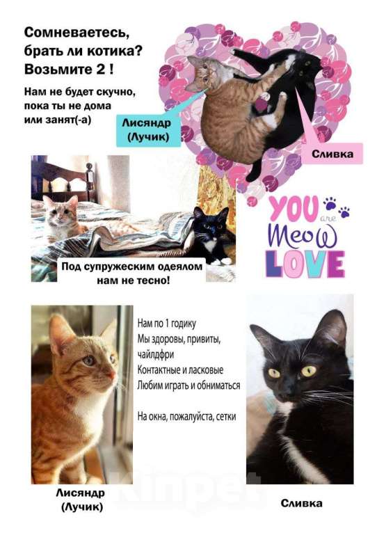 Кошки в Москве: Сливка девочка-припевочка ищет, кому помурчать Девочка, Бесплатно - фото 6