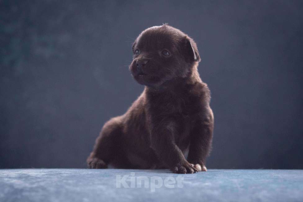 Собаки в Москве: Мишутка ждет маму Мальчик, Бесплатно - фото 5