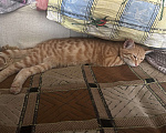Кошки в Санкт-Петербурге: кот кузя  Мальчик, Бесплатно - фото 4