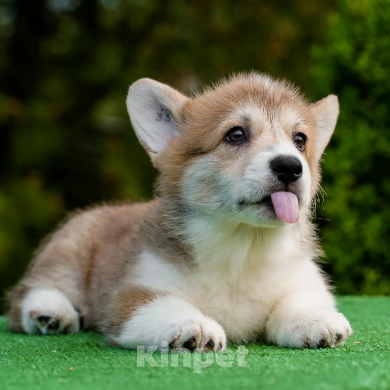 Собаки в Воронеже: Щенок вельш корги пемброк GABRIELLA DAISY Девочка, 50 000 руб. - фото 2