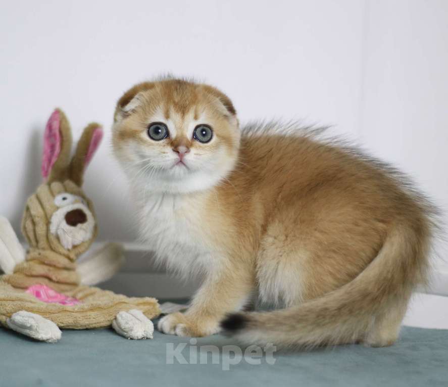 Кошки в Москве: Фëрджи Девочка, 80 000 руб. - фото 1