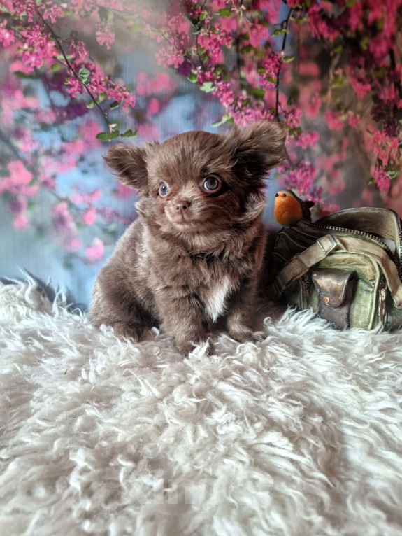 Собаки в Москве: Лиловый медвежонок Мальчик, 65 000 руб. - фото 1