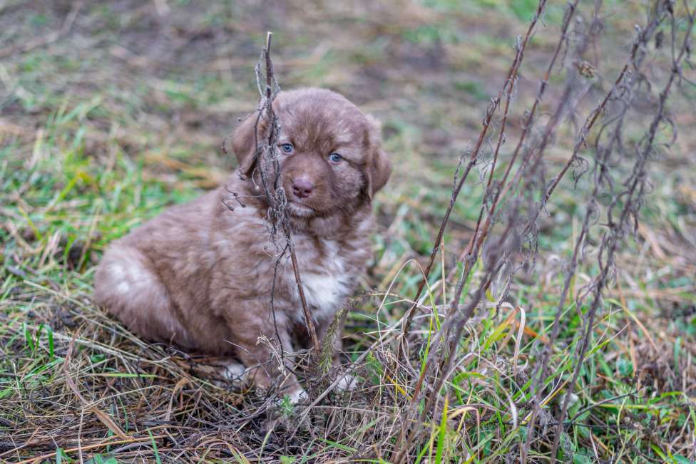 Собаки в Рязани: Щенок болгарской овчарки, собака для охраны Девочка, 70 000 руб. - фото 5