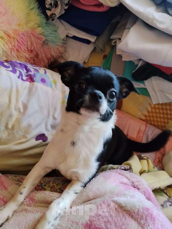 Собаки в Орле: Мальчики чистокровные, чихуахуа. Привиты, ведпаспорт Мальчик, 20 000 руб. - фото 2