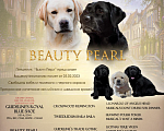 Собаки в Пушкино: Щенки Лабрадора от плановых вязок Мальчик, 40 000 руб. - фото 4