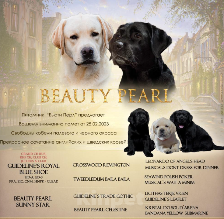 Собаки в Пушкино: Щенки Лабрадора от плановых вязок Мальчик, 40 000 руб. - фото 4