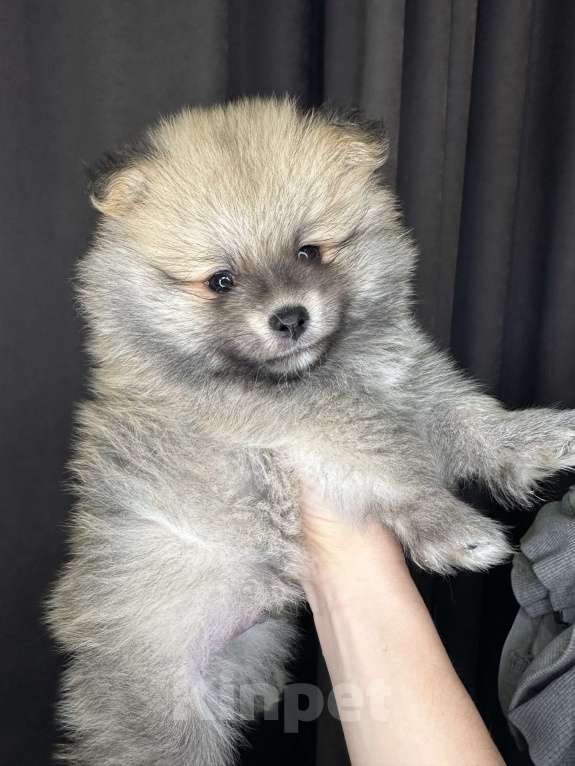 Собаки в Калининграде: Померанский шпиц  Мальчик, 20 000 руб. - фото 3