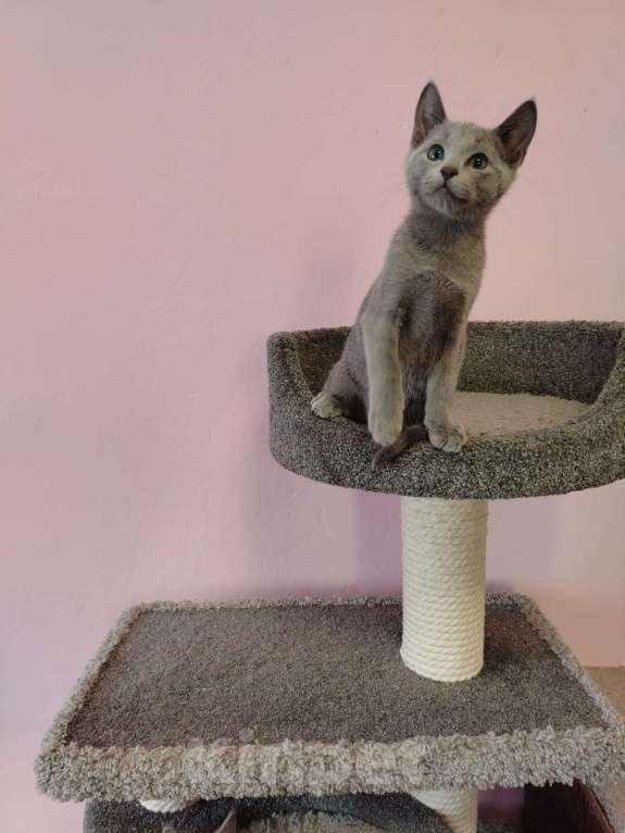 Кошки в Кудрово: Срочно продаем чудесного котенка Мальчик, Бесплатно - фото 2