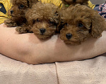 Собаки в Коломне: Щенки той- пуделя РКФ Мальчик, 80 000 руб. - фото 2