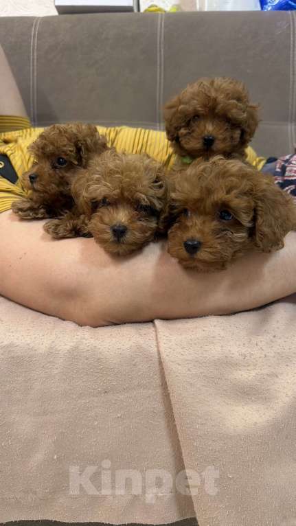 Собаки в Коломне: Щенки той- пуделя РКФ Мальчик, 80 000 руб. - фото 2