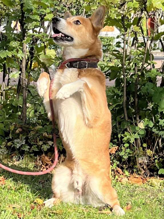 Собаки в Москве: Яша Мальчик, Бесплатно - фото 4