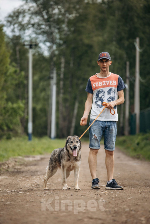 Собаки в Москве: Алтай ждёт и надеется Мальчик, Бесплатно - фото 2