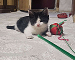 Кошки в Москве: Котенок-ласкун Мальчик, Бесплатно - фото 3