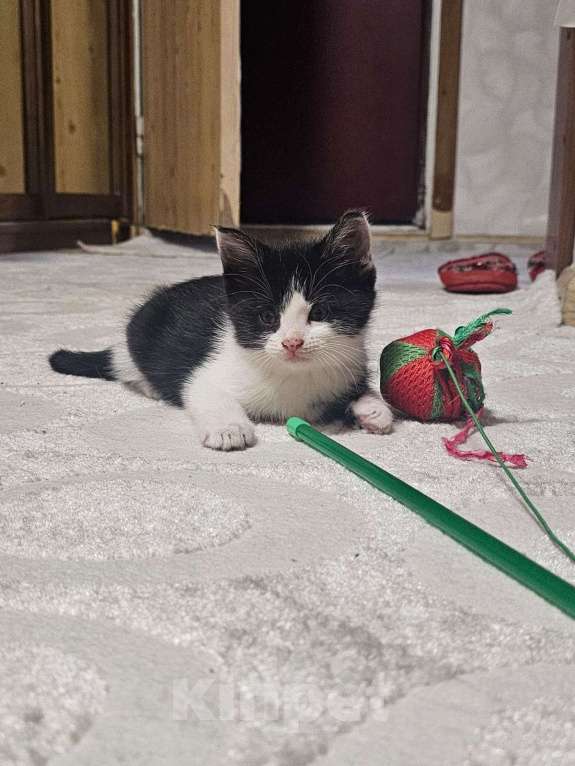 Кошки в Москве: Котенок-ласкун Мальчик, Бесплатно - фото 3