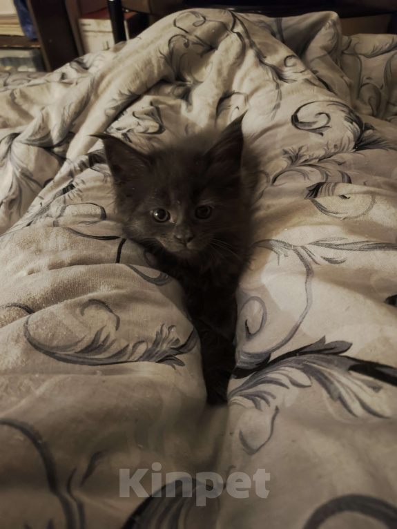 Кошки в Москве: Кошечка-бусинка девочка голубой солид Девочка, 75 000 руб. - фото 4