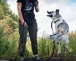 Собаки в Клине: Суперактивная Халва Девочка, Бесплатно - фото 9