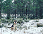 Собаки в Сертолово: Вео восточноевропейская овчарка вязка, 1 руб. - фото 8
