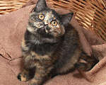 Кошки в Калуге: Фрося — все цвета осени. Котенок 2,5 мес в добрые руки. Девочка, Бесплатно - фото 3