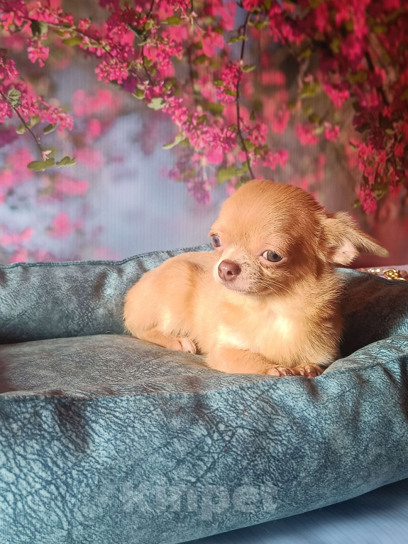 Собаки в Москве: Реально мини мальчик чихуа Мальчик, 30 000 руб. - фото 4