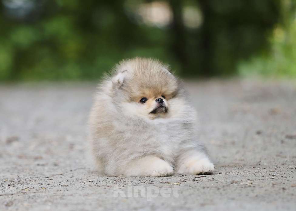 Собаки в Москве: Мальчик померанского шпица медвежьего типа Мальчик, 130 000 руб. - фото 3