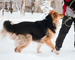 Собаки в Санкт-Петербурге: Пушистая Келли из приюта в добрые руки Девочка, Бесплатно - фото 7
