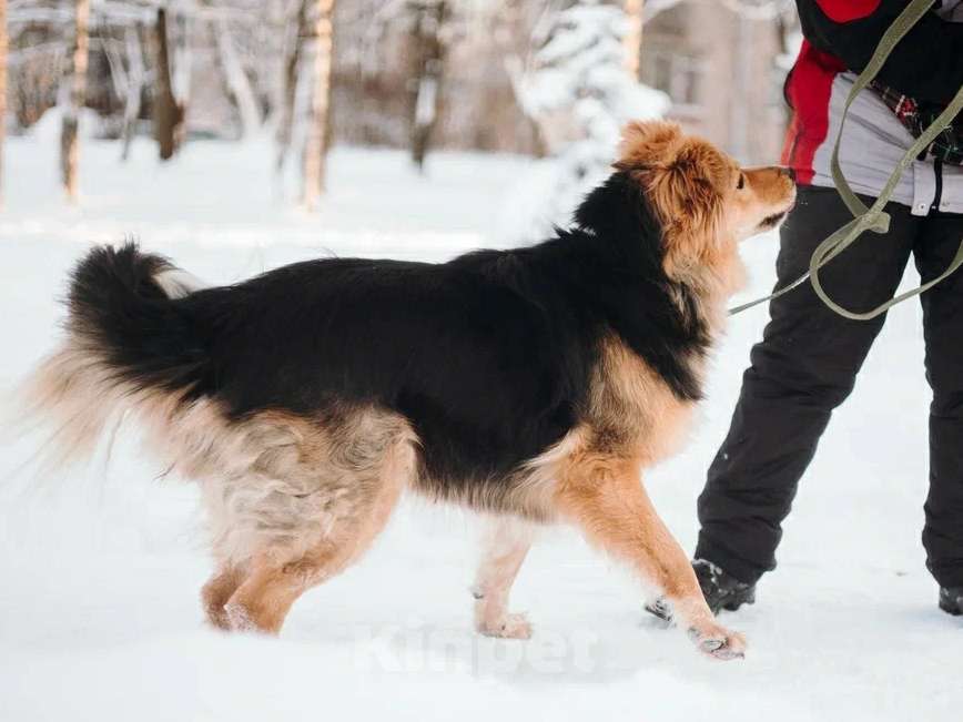 Собаки в Санкт-Петербурге: Пушистая Келли из приюта в добрые руки Девочка, Бесплатно - фото 7