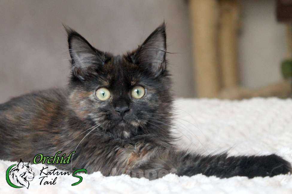 Кошки в Санкт-Петербурге: Девочка Мейн Кун готова к переезду Девочка, 20 000 руб. - фото 4