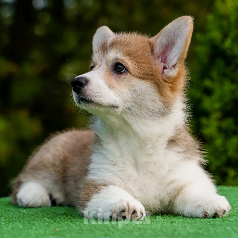 Собаки в Воронеже: Щенок вельш корги пемброк GABRIELLA DAISY Девочка, 50 000 руб. - фото 4