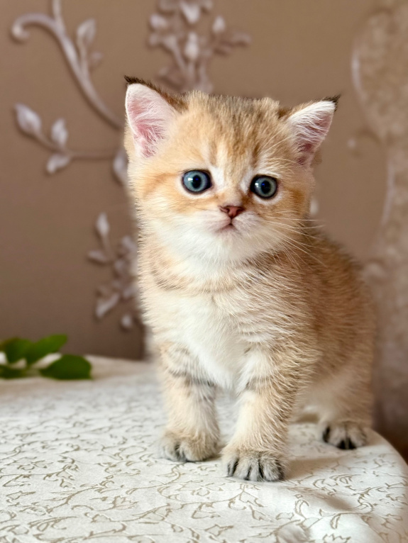 Кошки в Краснодаре: Котик голубое золото ау25 Мальчик, 10 000 руб. - фото 8