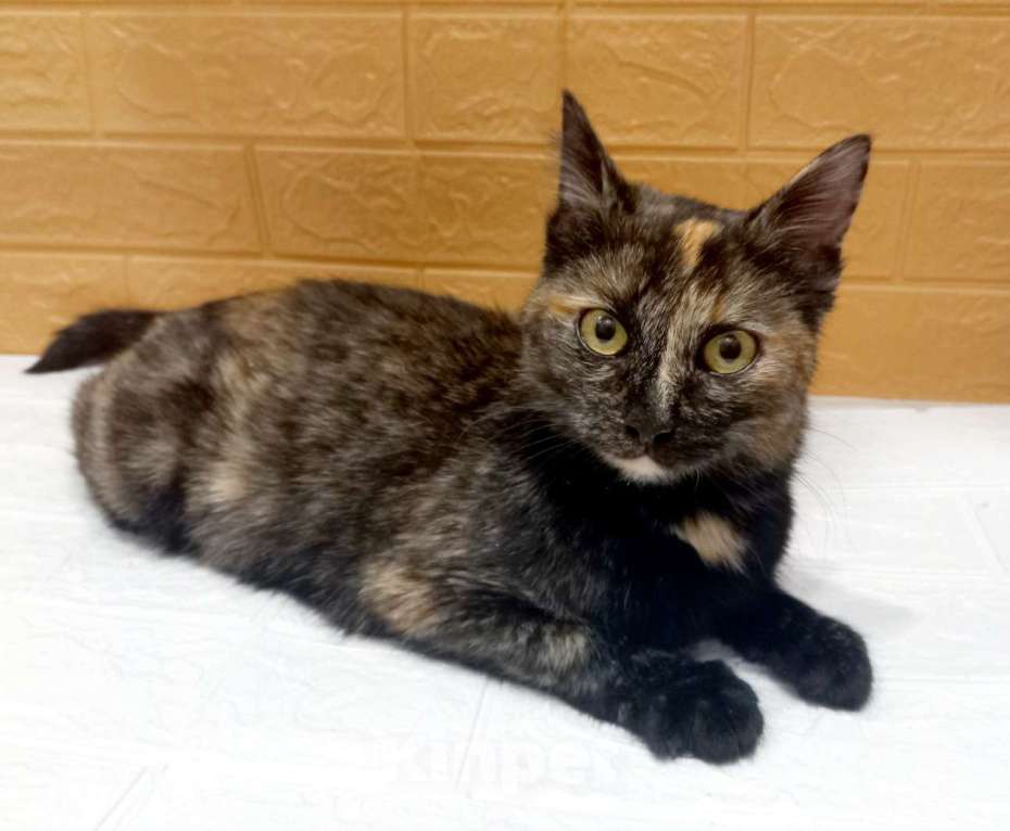 Кошки в Москве: Ласковая кошечка черепахового окраса- 1 год Девочка, 300 руб. - фото 10