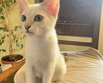 Кошки в Балашихе: Филофея Thai Legend Девочка, 75 000 руб. - фото 4