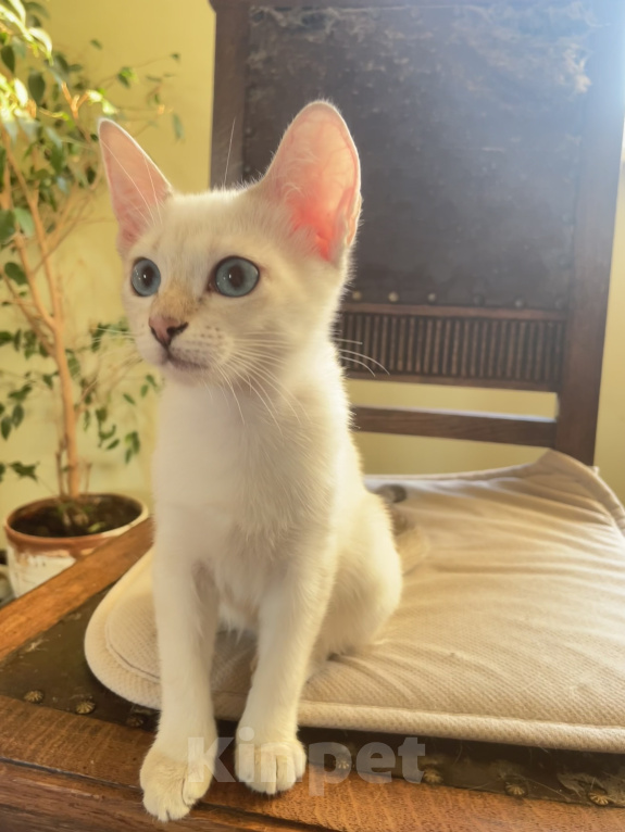 Кошки в Балашихе: Филофея Thai Legend Девочка, 75 000 руб. - фото 4