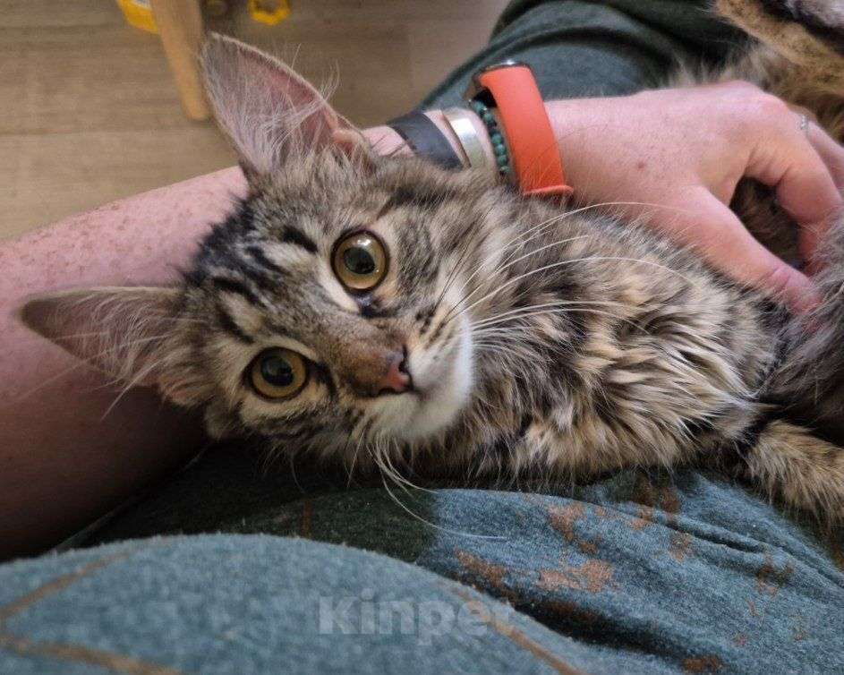 Кошки в Москве: Пушистый котенок девочка в добрые руки! Девочка, Бесплатно - фото 2