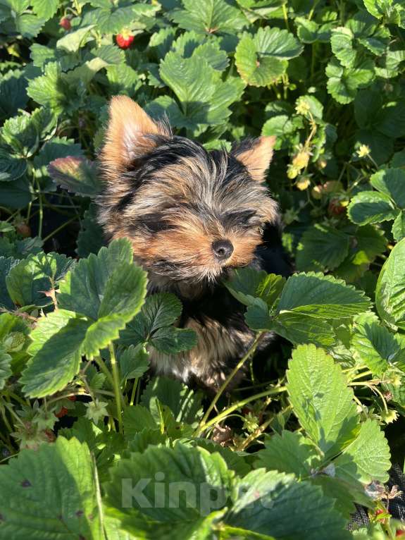 Собаки в Санкт-Петербурге: Йорк Мальчик стандарт  Мальчик, 40 000 руб. - фото 8