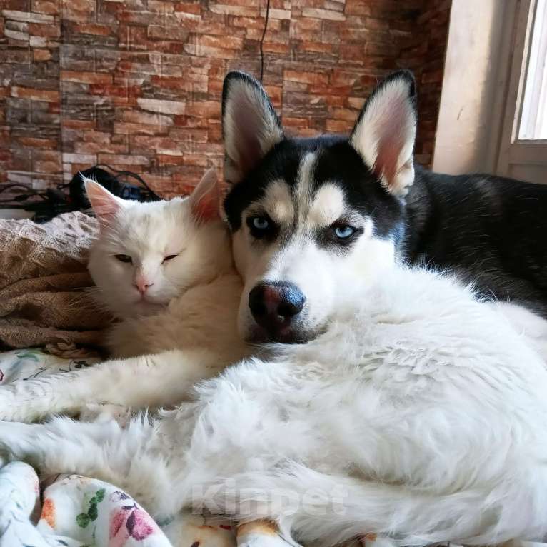 Собаки в Москве: Малыш Сибирский хаски в добрые руки Мальчик, Бесплатно - фото 4