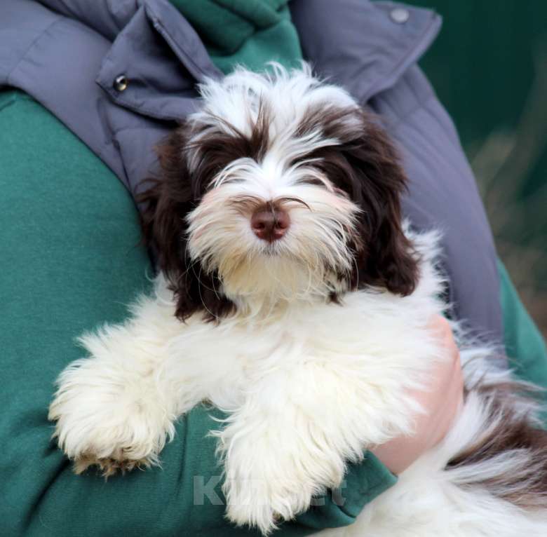 Собаки в других городах Московской области: щенок породы Хаванез на продажу Мальчик, 130 000 руб. - фото 1