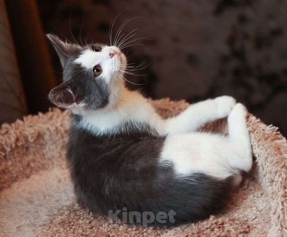 Кошки в Москве: Котенок Максик ищет дом  Мальчик, Бесплатно - фото 2