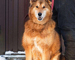 Собаки в Москве: Рыжая пушистая собака-красавица Леди в добрые руки Девочка, 1 руб. - фото 4