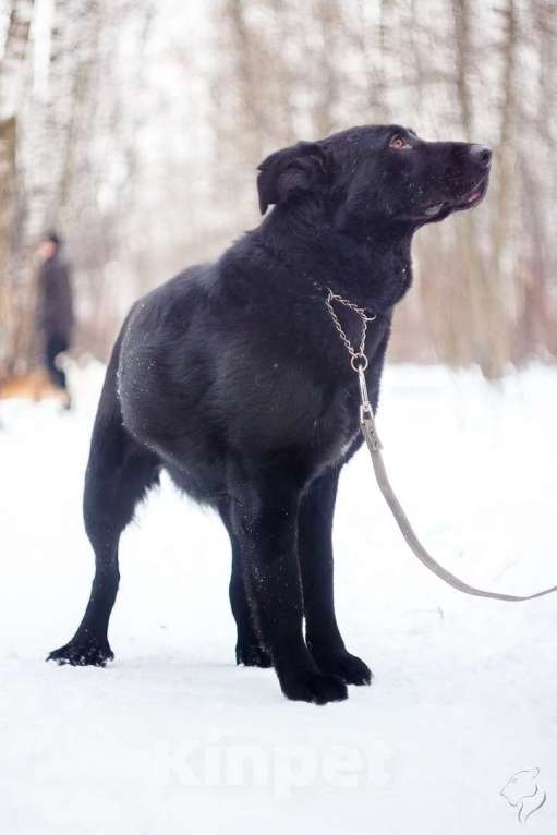 Собаки в Москве: Челленджер Мальчик, Бесплатно - фото 1