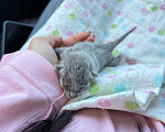 Кошки в Орле: Ищем добрые руки для котенка! Девочка, Бесплатно - фото 1