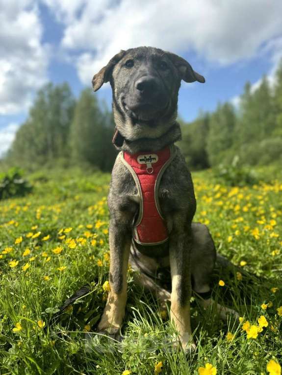 Собаки в Санкт-Петербурге: Удивительный щенок с умными глазами Мальчик, Бесплатно - фото 2