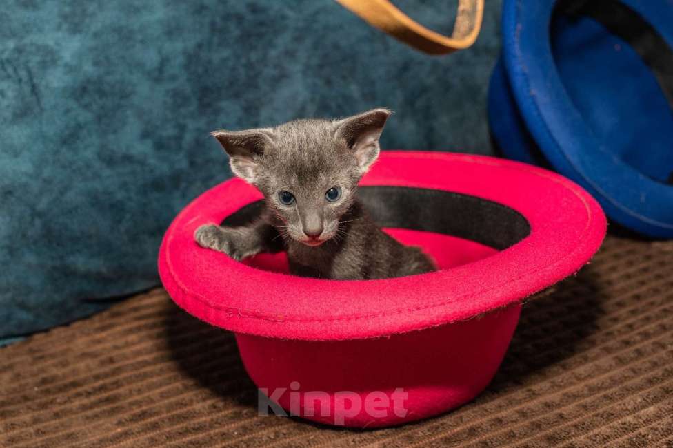 Кошки в Ростове-на-Дону: Ориентальная кошечка Девочка, 20 000 руб. - фото 4