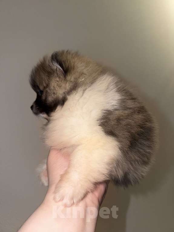 Собаки в Москве: Померанский щпиц мини Девочка, Бесплатно - фото 3