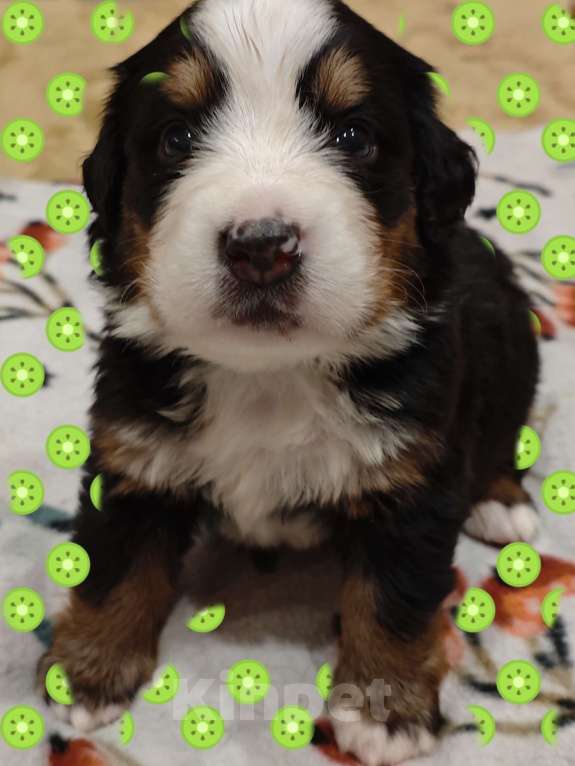 Собаки в Магнитогорске: Щенки Бернского Зенненхунда  Девочка, 50 000 руб. - фото 2